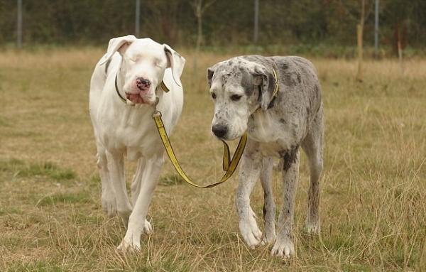 asignación Una efectiva Tratamiento Causas de la ceguera en perros [Superpoder de la vista] | Mumbie - Escuela  de Super Perros